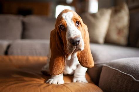 Basset Hound 101 Everything You Need To Know Lovetoknow Pets