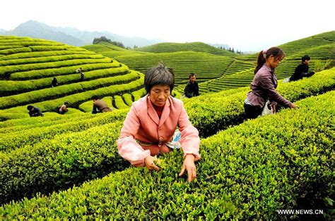 Tea Garden In E China Cn