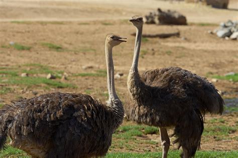 It should come as no shock, then, that it will take 1 hour to go 70 miles. Ostrich | San Diego Zoo Animals & Plants