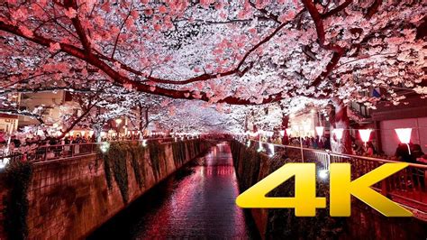 Les Cerisiers De Nakameguro De Nuit Tokyo 中目黒のさくら 4k Ultra Hd