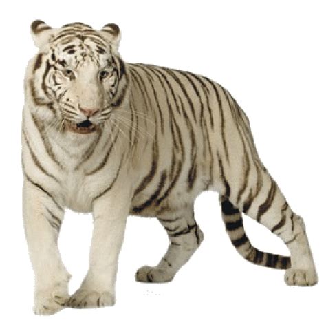 Baby White Tiger Clipart Png White Tiger Cub Pictures Tiger Cubs Cute