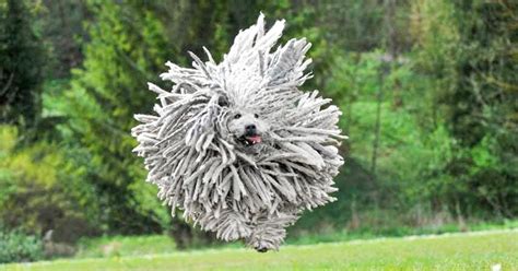 14 Animals With The Craziest Hairstyles Thatll Make Your Day