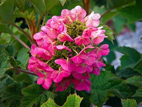 Nevertheless, the aesthetic value it brings inside a home will surely compensate. Ruby Slippers Hydrangea For Sale Online | The Tree Center