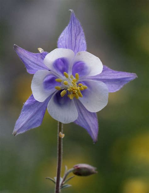 Columbine A Springtime Flower That Arrives On The Wind Gardenista