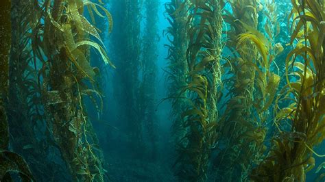Erlandsons Kelp Highway Featured In Magazine Story Around The O