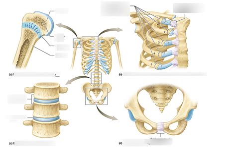 Figure 8 2 Two Types Of Cartilaginous Joints Diagram Quizlet