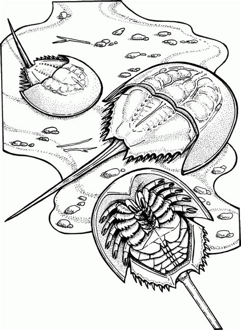 Horseshoe Crab Coloring Page - Coloring Home