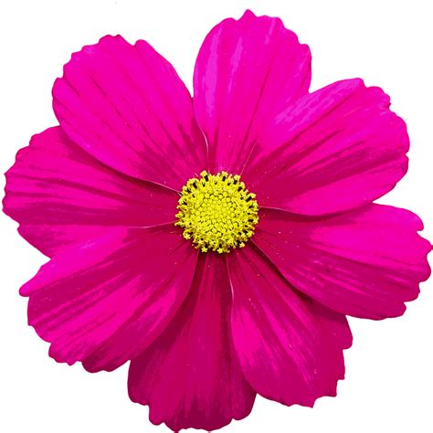 Flor Color Flores De Verano · Imagen Gratis En Pixabay