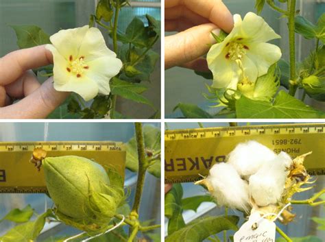 Making A Cotton Plant Easier To Harvest More Profitable News