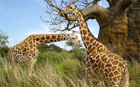 There are no approved quotes yet for this movie. Giraffes | Tallest Animal In The World | Wildlife Of World