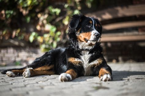 10 Best Dog Breeds To Keep As Outdoor Dogs
