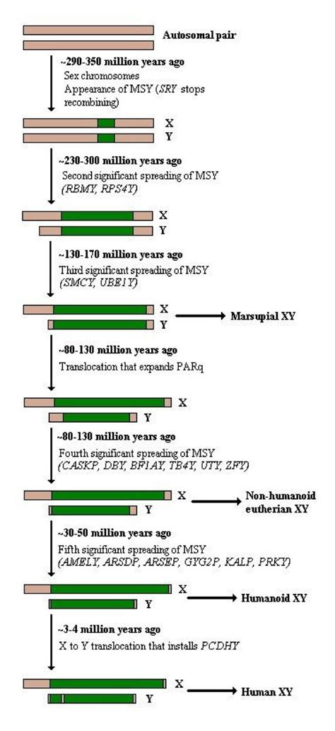 The Multistage Model Of Sex Chromosome Evolution The Mammalian X And Y Download Scientific