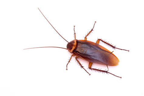 5 Common Types Of Roaches In Your Home Insight Pest Solutions