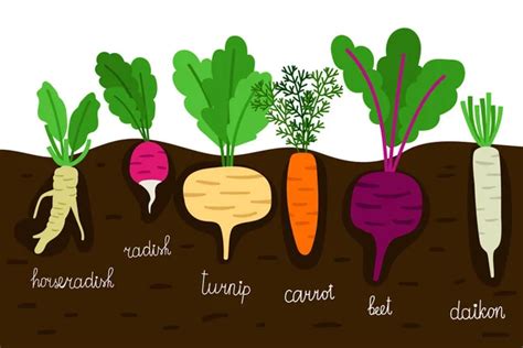 Three Different Types Root Vegetables Isolated White Background Plants