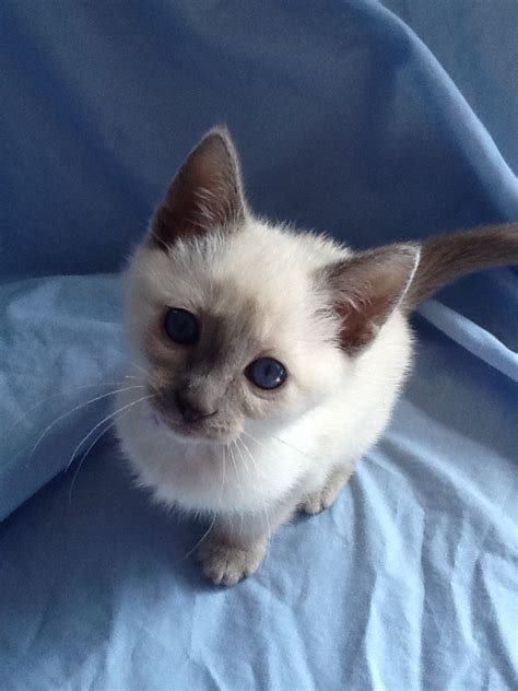 Quoia A Blue Point Siamese Cute Cats Cats And Kittens Cat Breeds