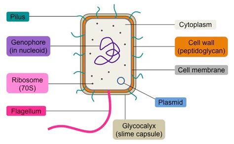 Prokaryote Structure Bioninja Cell Biology Cell Wall Cell Membrane