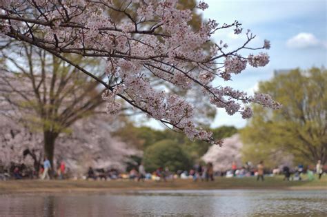 The 10 Most Beautiful Parks In Tokyo
