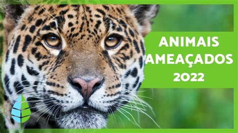 ANIMAIS AMEAÇADOS de EXTINÇÃO Top YouTube