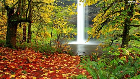 Autumn Forest Leaf Waterfall Beautiful Views Wallpapers 2560x1600