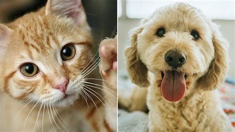 Shop for dog and cat accessories that will become the perfect buddies for your pets, only on alibaba.com. Are You a Dog Person or Cat Person? | Everyday Health