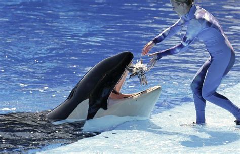 30 Year Old Orca Dies At Seaworlds Orlando Park The Seattle Times