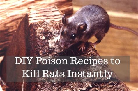 How to make rat poison. How to Get Rid of Rats With Homemade Poison - Dengarden