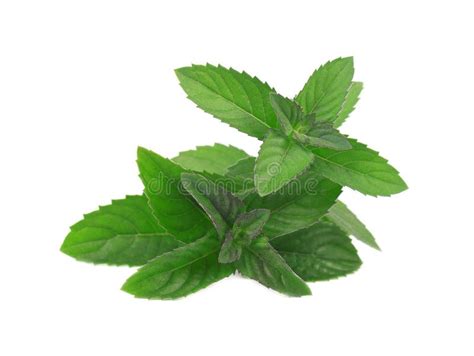 Fresh Peppermint Isolated On A White Background Close Up Stock Image