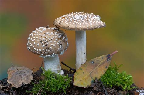 Fungus - Importance of fungi | Britannica