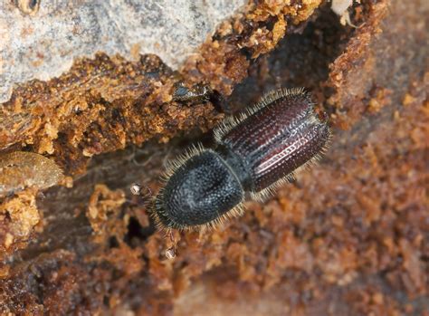 Pine beetles are most active between april and early may. Bark Beetle Damage - Learn About Bark Beetle ...
