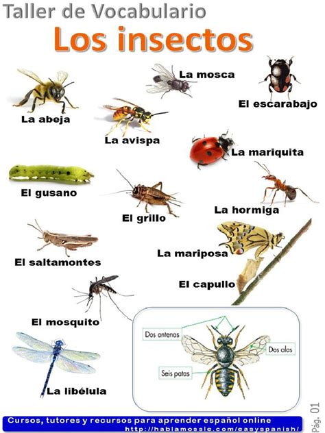 Los Insectos Pdf
