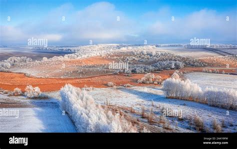 Snowy Meadow With Forest Strips And Empty Agrarian Fields Winter