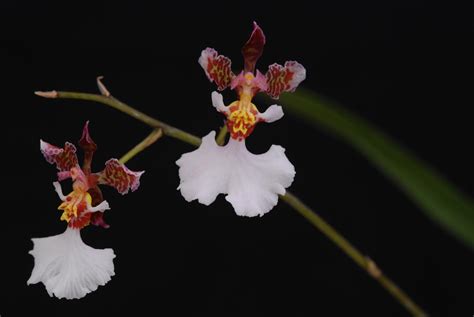 Grow And Care Tolumnia Orchid Travaldos Blog