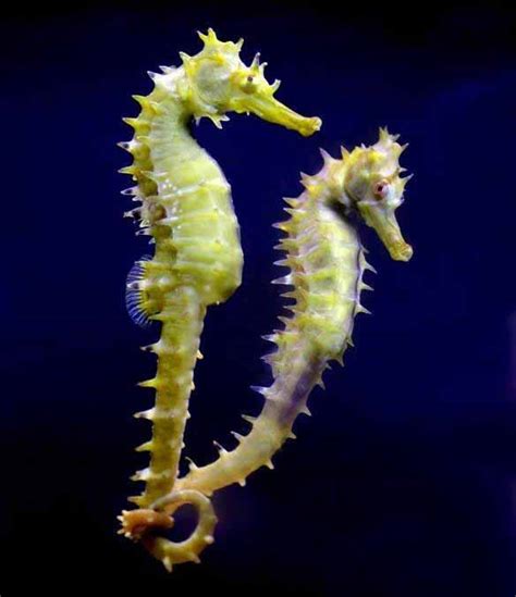 Seahorse Pictures Dwito Wallpaper HD Wallpapers Download Free Map Images Wallpaper [wallpaper376.blogspot.com]