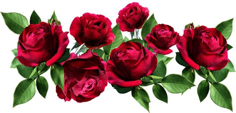 Terpopuler 30 Gambar Bunga Mawar Pink Png Galeri Bung