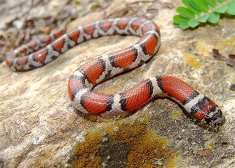 Red Milk Snake Lampropeltis Triangulum Syspila Red Black And White