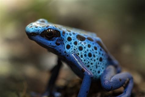 Check Out Our Poison Dart Frogs At Australia Zoo