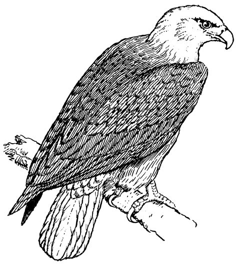 Bald Eagle Nest Coloring Page