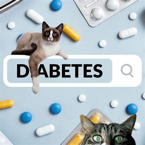 Understanding Feline Diabetes Causes Symptoms And Treatment