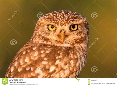 Cute Owl Small Bird With Big Eyes Stock Photo Image Of