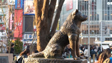 10 Things You Didnt Know About Hachiko Japans Most Loyal Dog