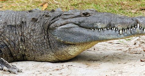 Crocodile found during drug raid in New Jersey width=