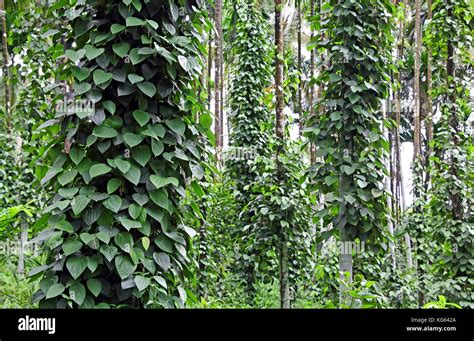 Black Pepper Piper Nigrum Plants Growing In Plantation In Goa India