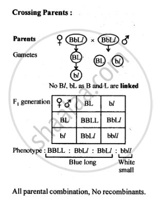 Two Heterozygous Parents Are Crossed If The Two Loci Are Linked What Would Be The Distribution