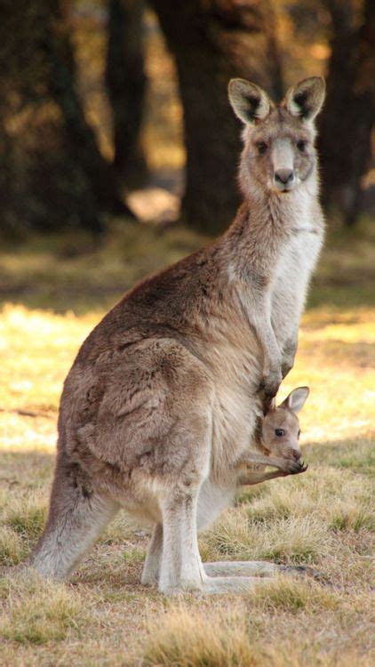 6 Hewan Endemik Dari Negara Kangguru Australia I Cek Disini