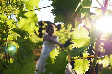 The Cedar Creek Estate Vineyard And Winery Queensland Brides