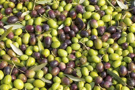 How To Grow An Olive Tree From A Seed Hunker Growing Olive Trees