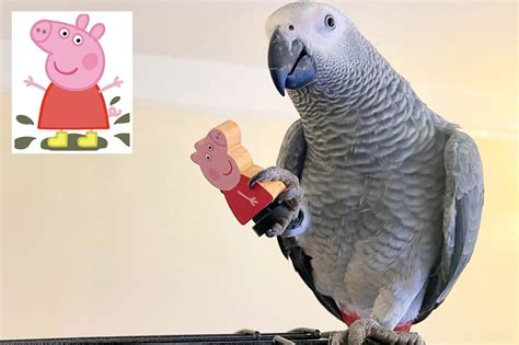 Peppa Pig Loving Parrot Has Birthday Bash Themed On The Kids Tvshow