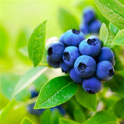 Brightwell Blueberry Bushes For Sale