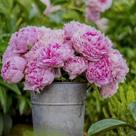 15 fragrant plants for your garden flower magazine