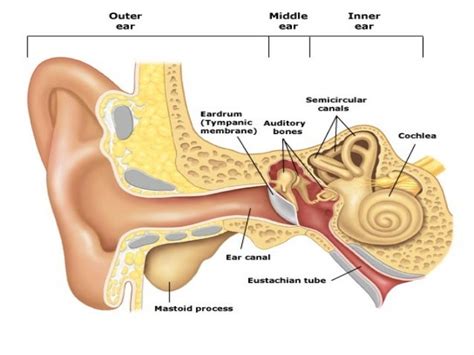 Anatomy And Physiology Of Ear By Maghan Das